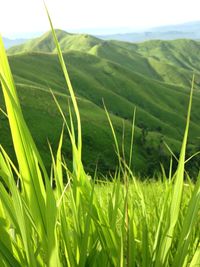 Close-up of crops growing on farm