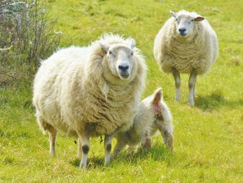 Portrait of sheep standing in farm