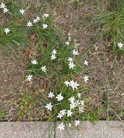 White flowers blooming on field