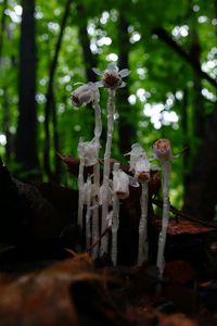 Close-up of tree trunk in forest