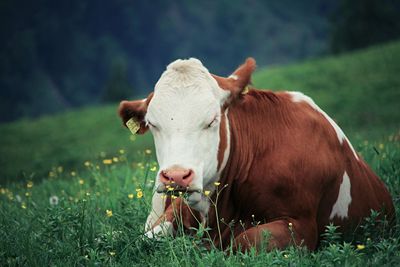 Close-up of cows on field