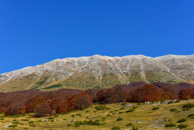 Scenic view of landscape against clear blue sky