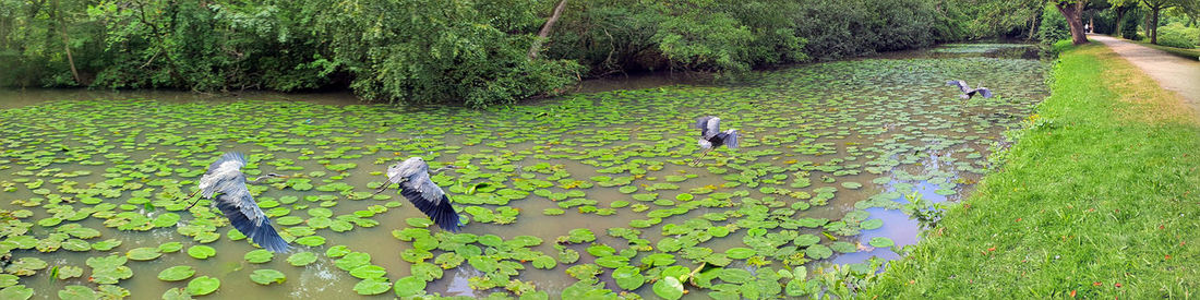 High angle view of birds in lake