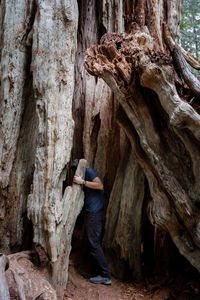 Man looking at a sequoia tree