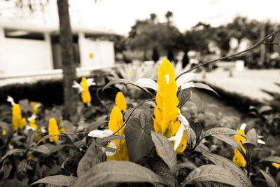 Close-up of yellow flowers