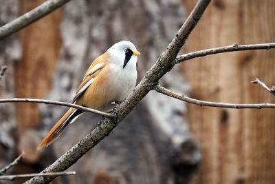 Close-up of bird perching on branch