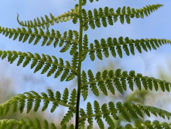 ferns and horsetails