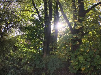 Low angle view of sunlight streaming through trees in the forest