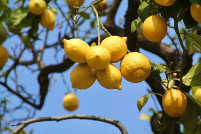 Low angle view of fruits growing on tree