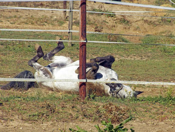 View of a horse on field