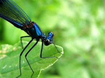 Close-up of insect on leaf