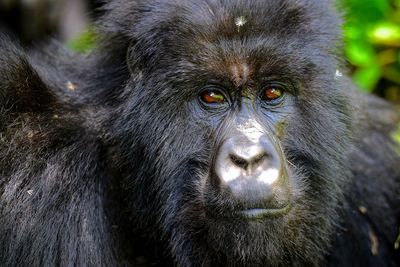 Close-up portrait of a monkey