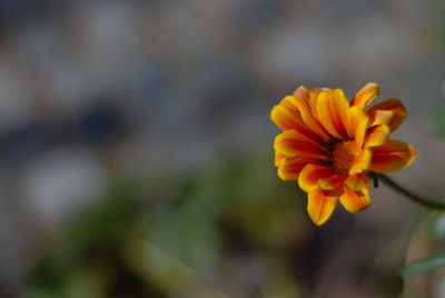 Close-up of yellow flowering plant