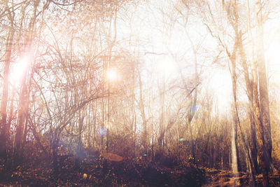 Sunlight streaming through trees in forest