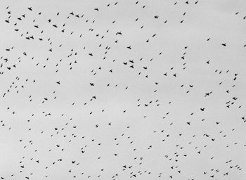 Low angle view of birds flying in the sky