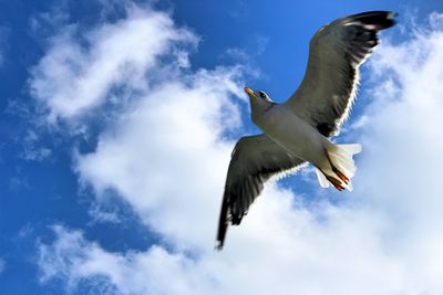 Low angle view of seagull flying against sky