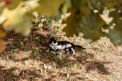 High angle view of a dog on field