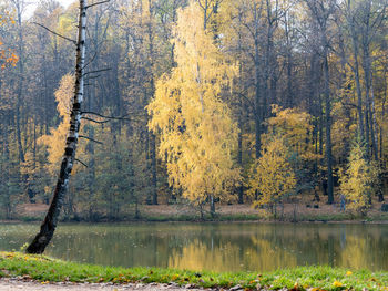 Trees by lake in forest during autumn