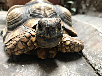 Close-up portrait of a turtle
