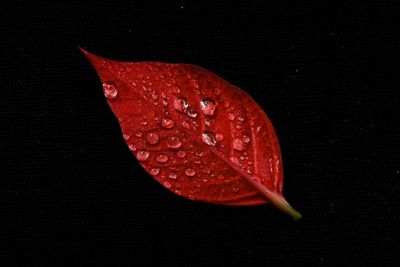 Close-up of red leaf against black background