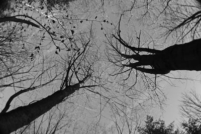 Silhouette bare trees against sky during winter