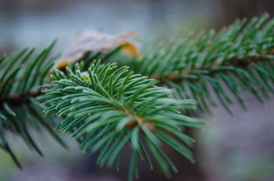 Close-up of pine tree