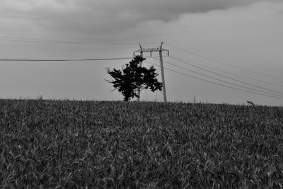 Plants growing on field against sky