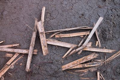 High angle view of damaged leaf on wood