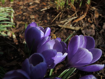 Close-up of purple flowers blooming in field