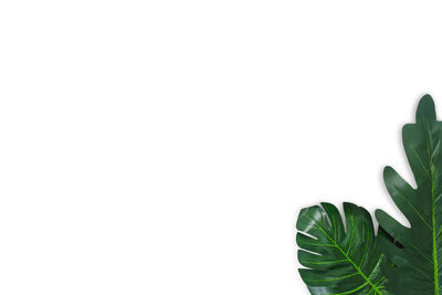 Close-up of succulent plant against white background