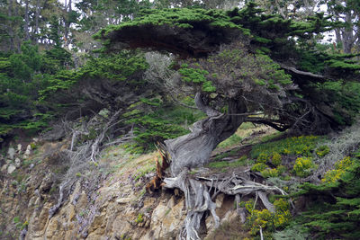 Trees in forest