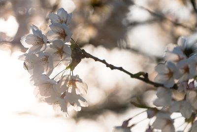 Springtime -morning sun flare through cherry blossom tree branches with a damselfly selective focus.