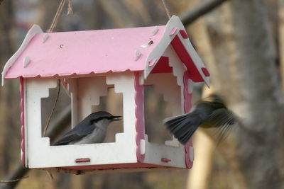 Close-up of bird perching on birdhouse