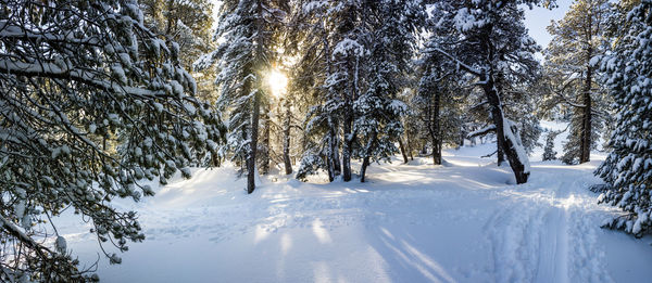 Trees on snow covered field during winter