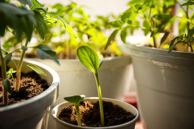 plant