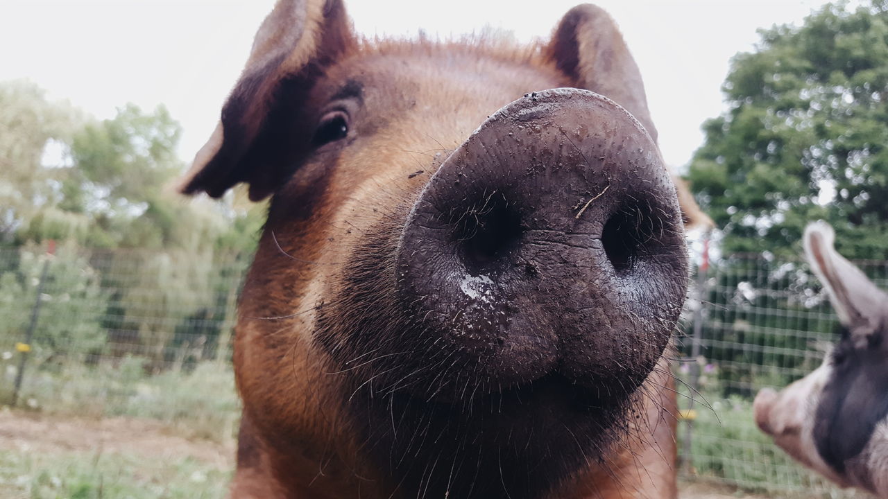 animal themes, domestic animals, mammal, livestock, focus on foreground, one animal, day, animal head, close-up, outdoors, field, cow, no people, portrait, looking at camera, nature