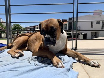 Dog lying down on bed