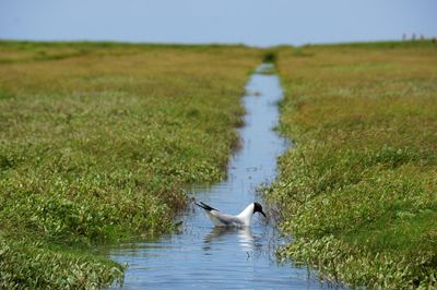 High angle view of gray heron on lake