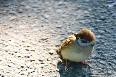 Close-up of young bird