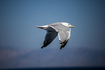 Seagull flying in the sea