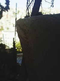 Close-up of tree trunk against sky