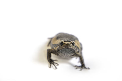 Close-up of spider on white background