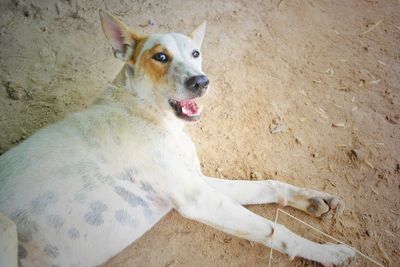 High angle portrait of dog sitting on land