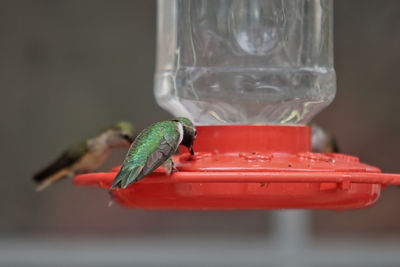 Close-up of bird in drinking glass