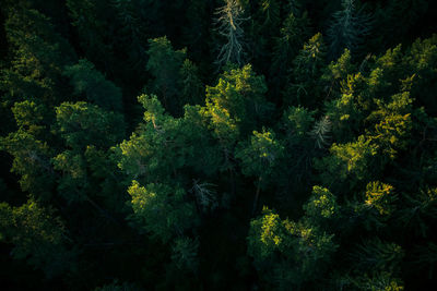 Aerial view of trees in forest