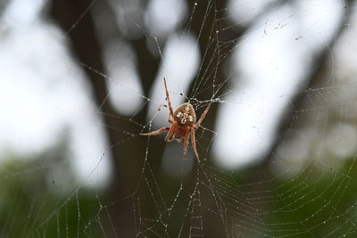 Close-up of spider on web