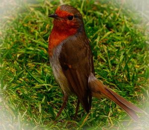 Close-up of a bird perching on grass