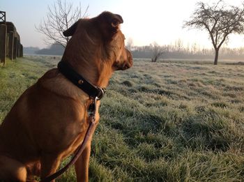 Dog on field against sky