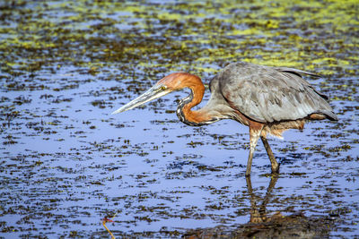 Side view of goliath heron in lake