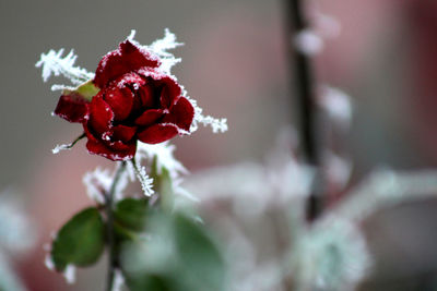 Close-up of red rose on plant